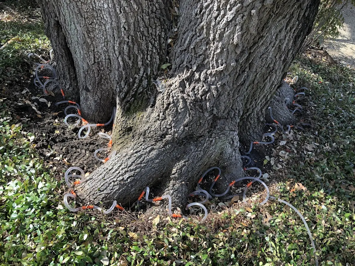 Detailed Tree Cabling and Bracing job site in Marrowbone